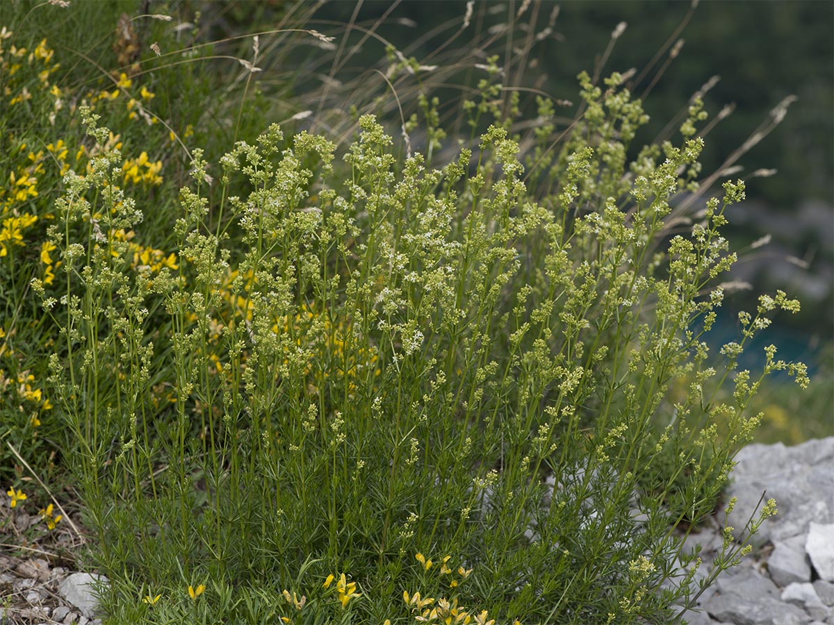 Galium lucidum